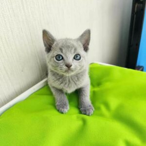 Purebred Female Russian Blue Kitten