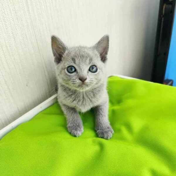 Purebred Female Russian Blue Kitten