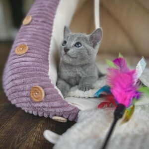 Female Russian Blue Cat