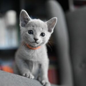 Male Russian Blue Cat