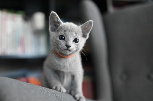 Male Russian Blue Cat