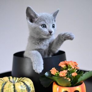 Female Russian Blue Cat for Sale