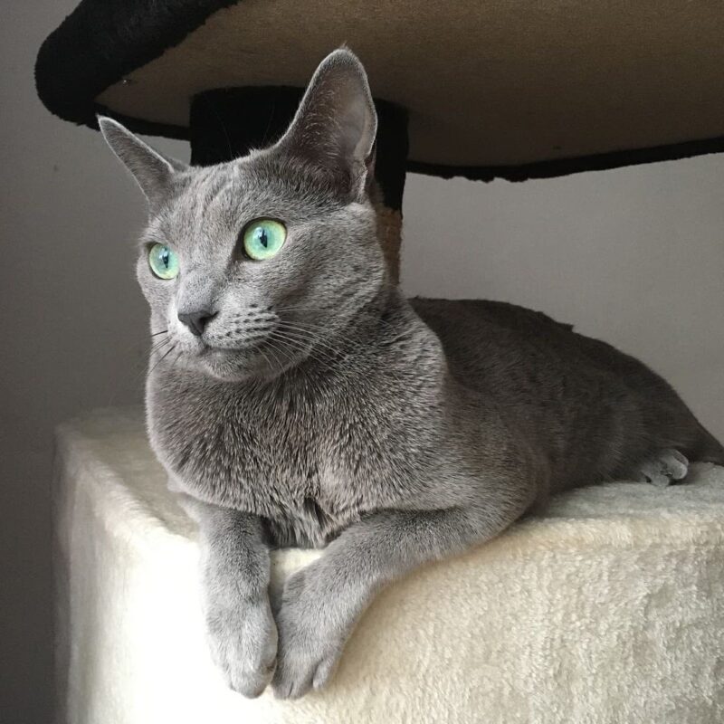 Russian Blue Kittens for sale near me
