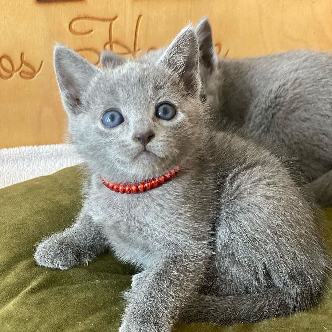 Buy Male Russian Blue Kitten