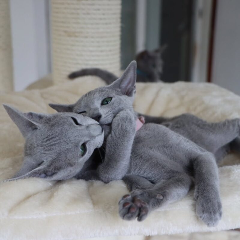 Russian Blue Kittens for Sale Near Me