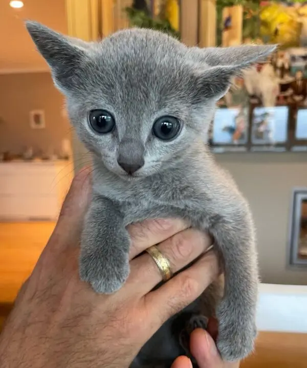 russian blue kitten for adoption