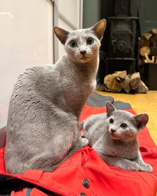 Russian Blue cat for sale