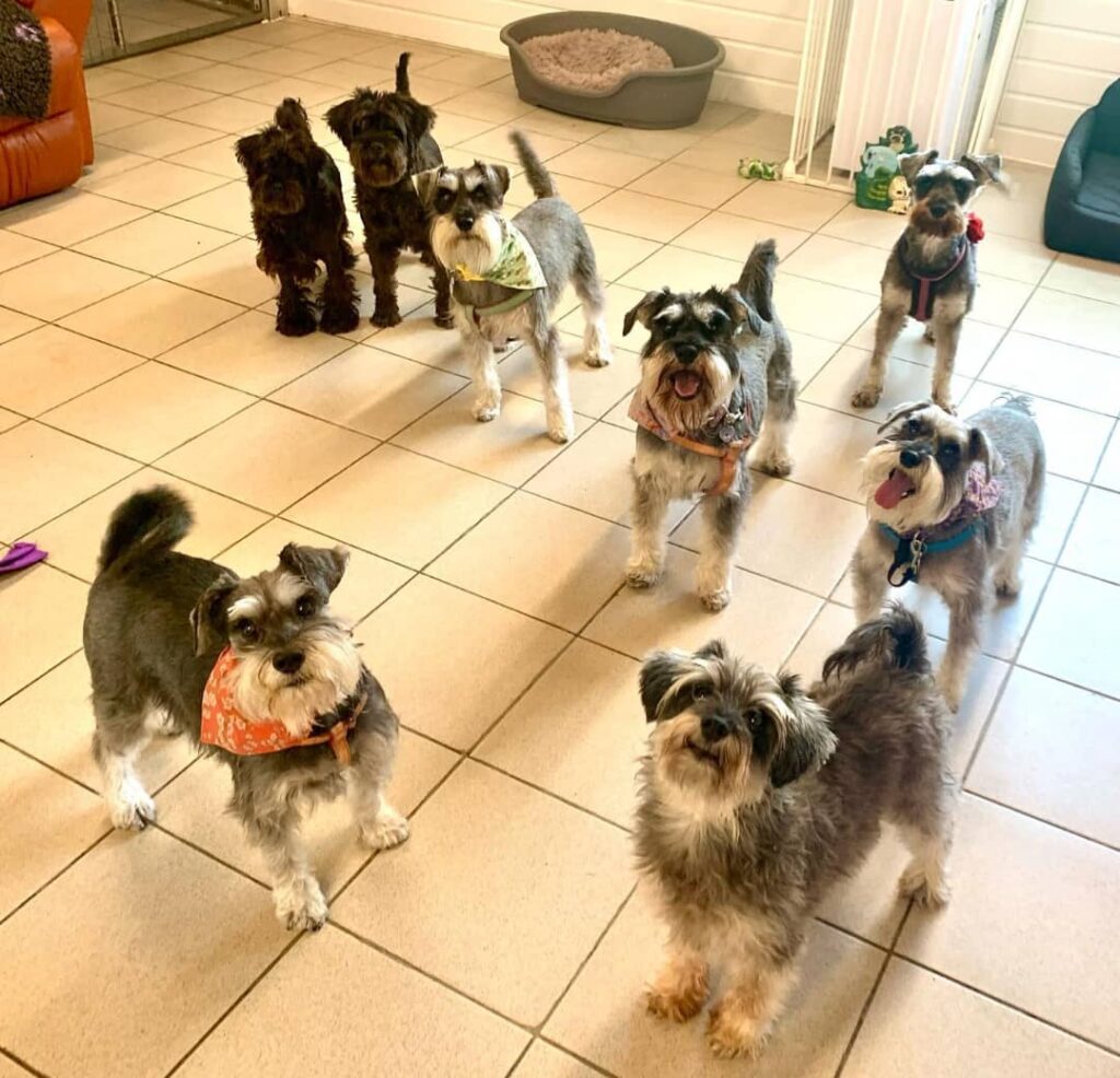 Miniature Schnauzer puppies Ohio