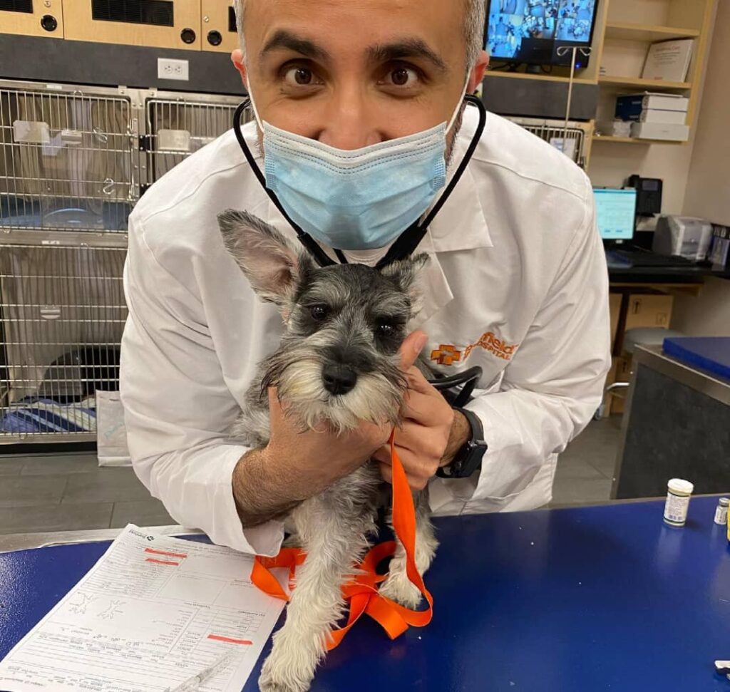 Schnauzer puppy for sale in Arkansas