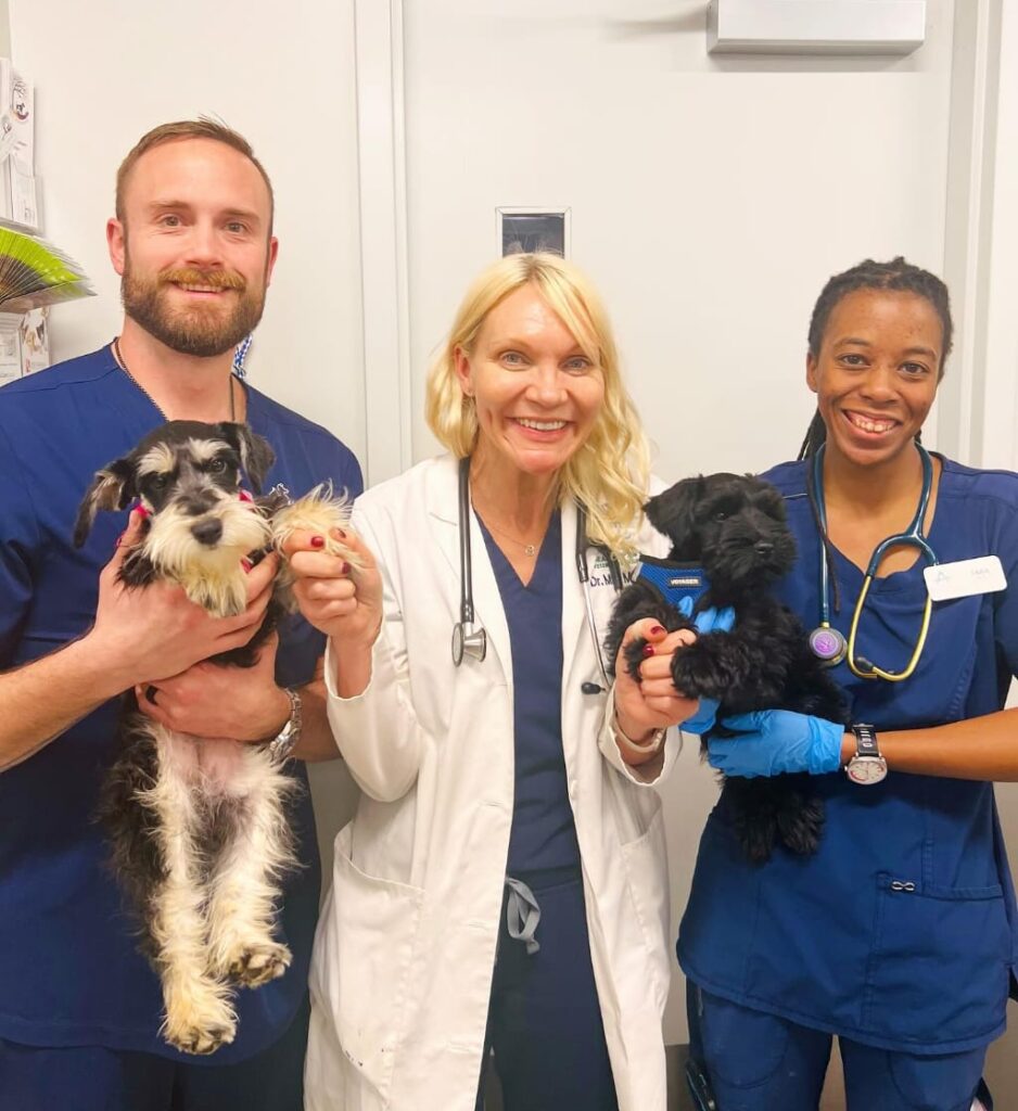 adopt a Schnauzer puppy in Houston