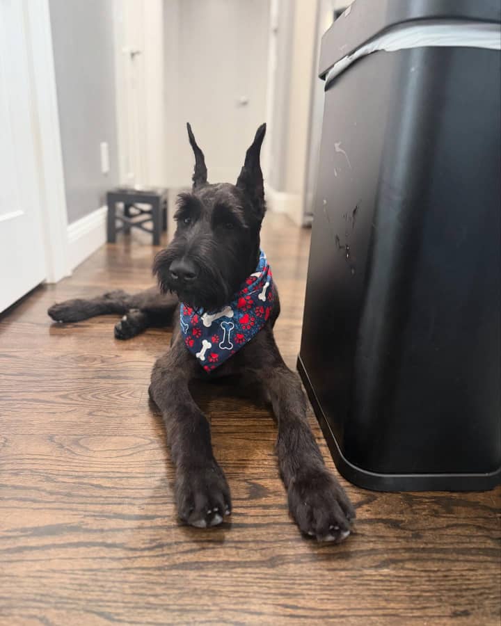 schnauzer puppy for sale