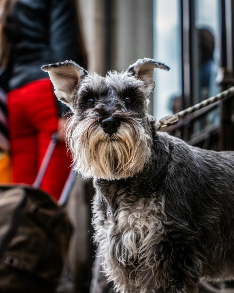 The Importance of Health Guarantees in Puppy Adoption