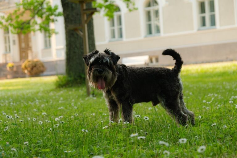 How to Prepare Your Home for a Schnauzer Puppy