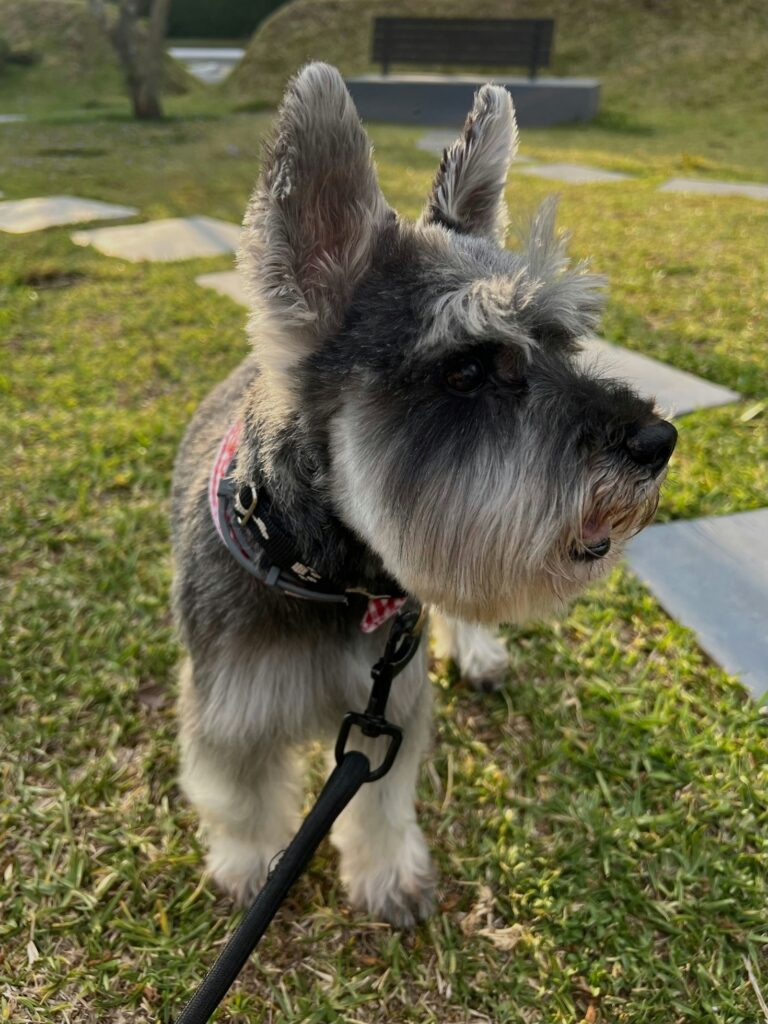 Top Tips for Raising a Happy Schnauzer