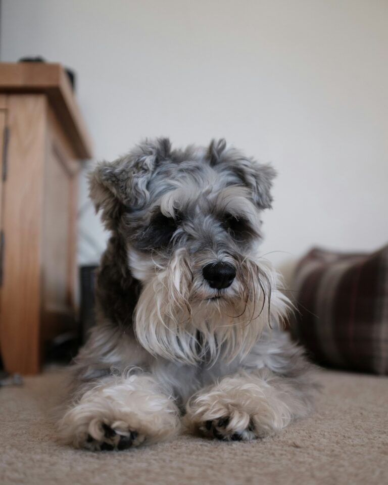 The Schnauzer Spot: What Sets Us Apart