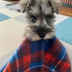 schnauzer puppy for sale