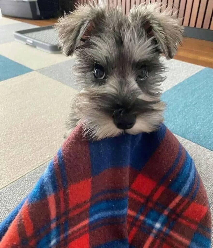 Miniature Schnauzer puppies New York