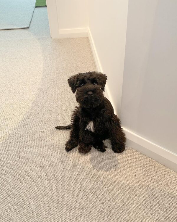 Black Miniature Schnauzer puppy for sale