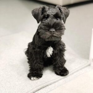 Black Miniature Schnauzer puppy for sale