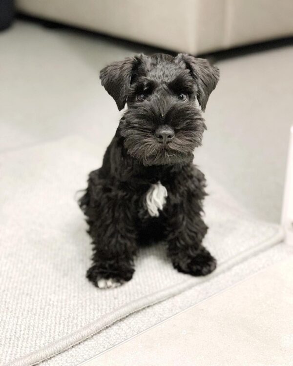 Black Miniature Schnauzer puppy for sale