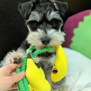 Black and Silver Schnauzer Puppy