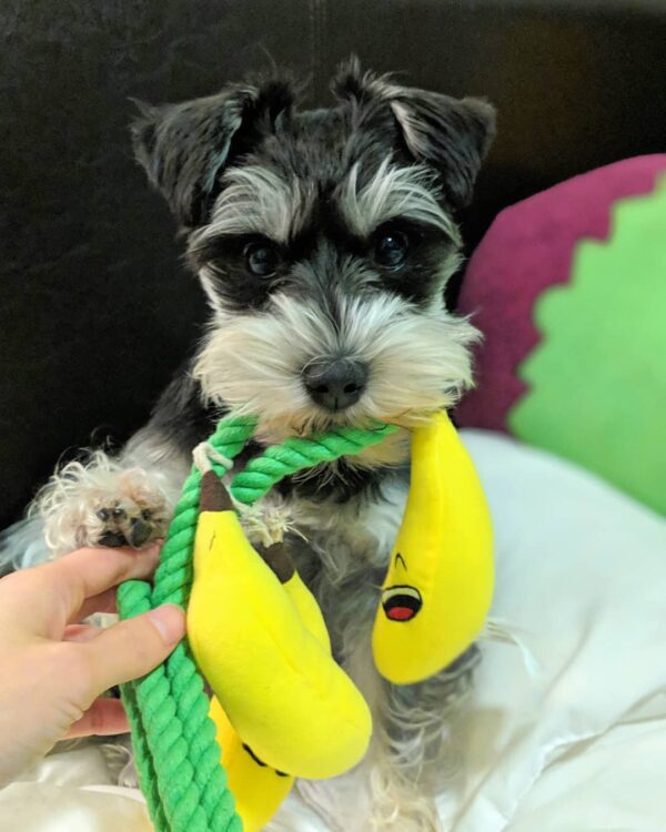 Black and Silver Schnauzer Puppy