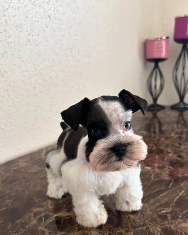 Black and White Schnauzer Puppy for Sale