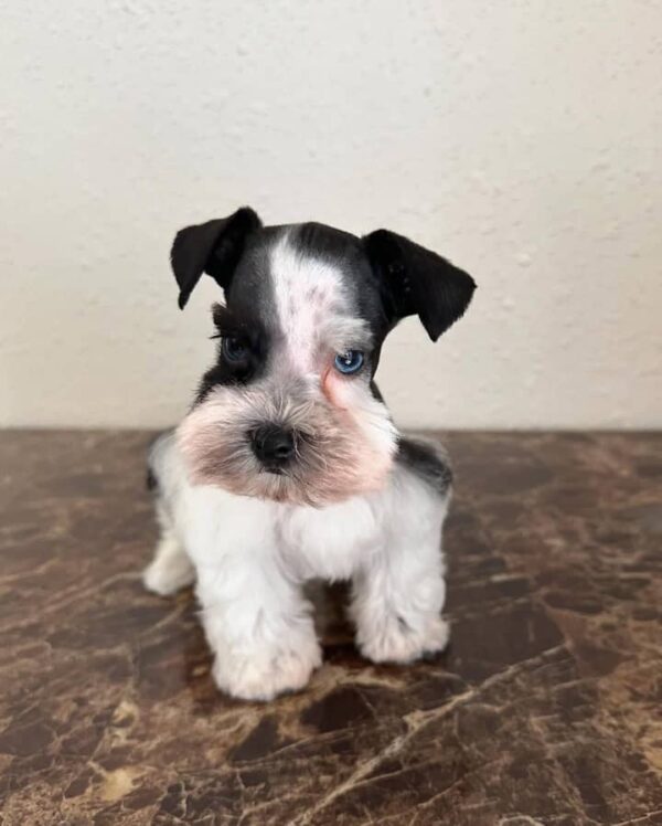 Black and White Schnauzer Puppy for Sale