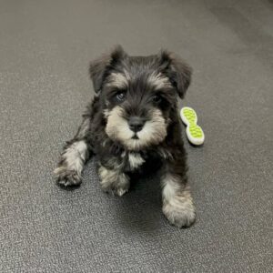 Buy Male Schnauzer Puppy