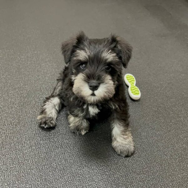 Buy Male Schnauzer Puppy