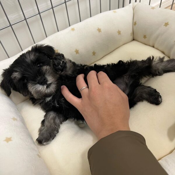 Buy Male Schnauzer Puppy