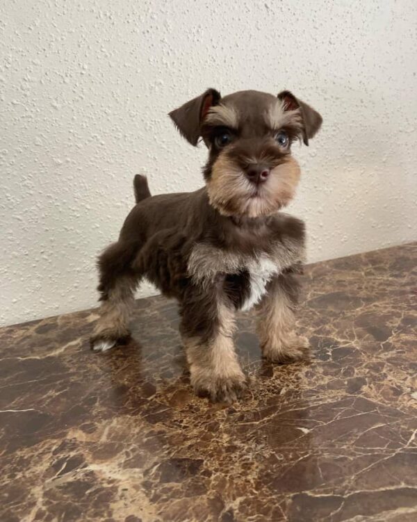 Chocolate Schnauzer Puppy for Sale