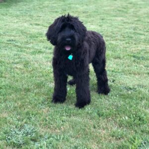 Giant Schnauzer Puppy for Sale