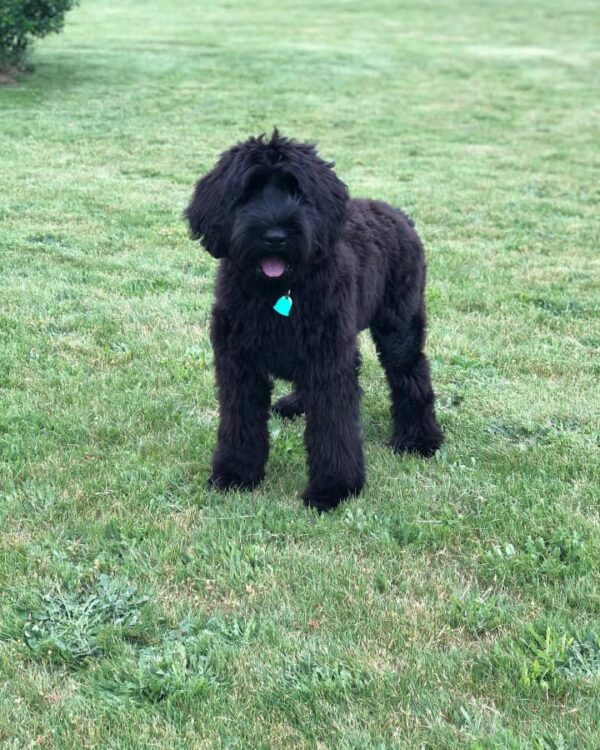 Giant Schnauzer Puppy for Sale