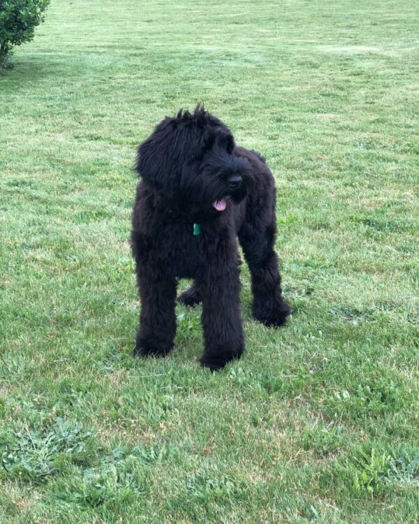 Giant Schnauzer Puppy for Sale
