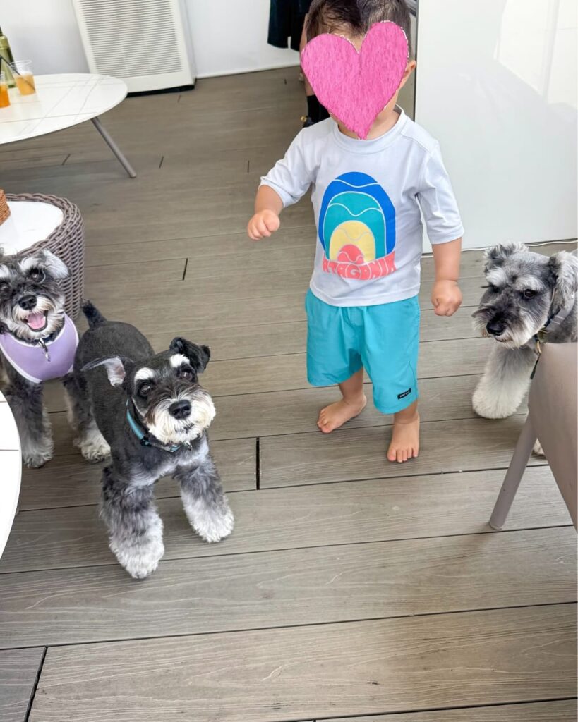 How to Train a Schnauzer Puppy
