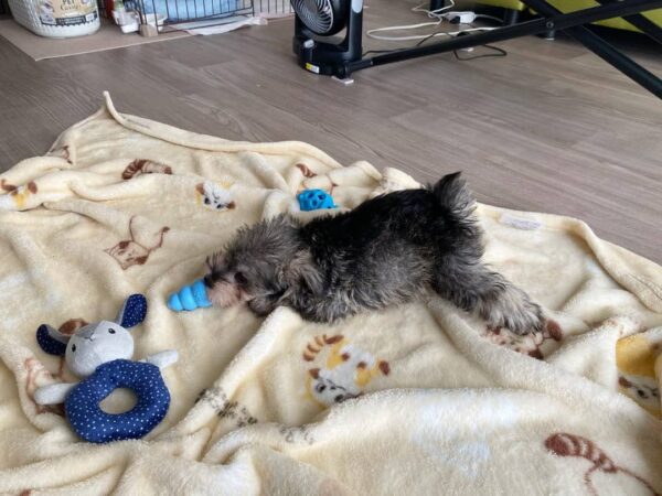 Salt and Pepper Miniature Schnauzer Puppy for Sale