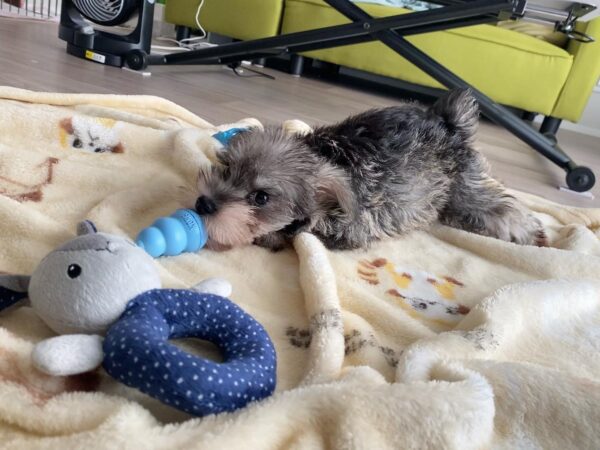 Salt and Pepper Miniature Schnauzer Puppy for Sale