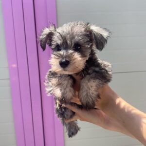 Salt and Pepper Miniature Schnauzer Puppy for Sale