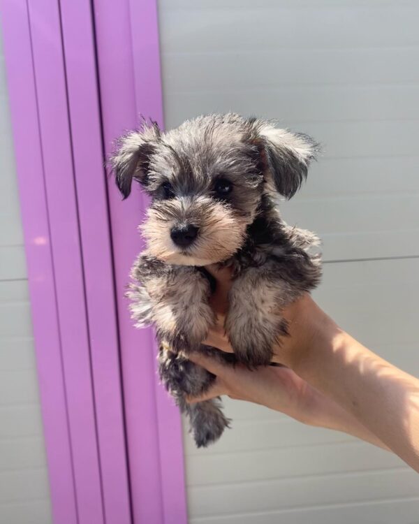 Salt and Pepper Miniature Schnauzer Puppy for Sale