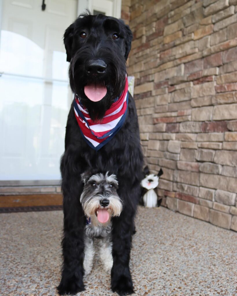 Giant Schnauzer Puppies for Sale in California
