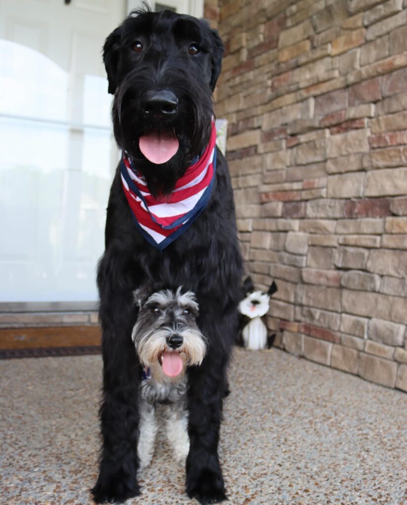 Schnauzer puppy for sale in Charlotte