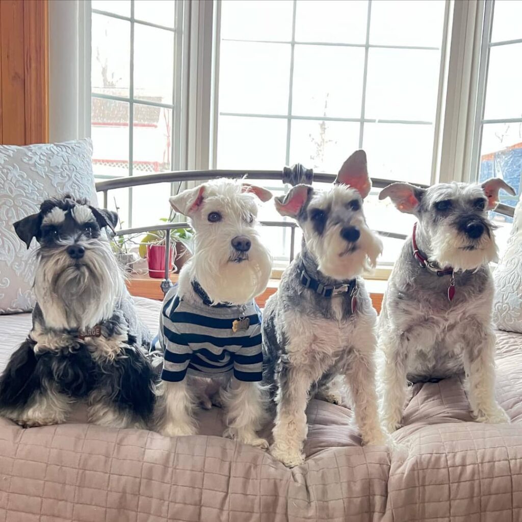 schnauzer lifespan