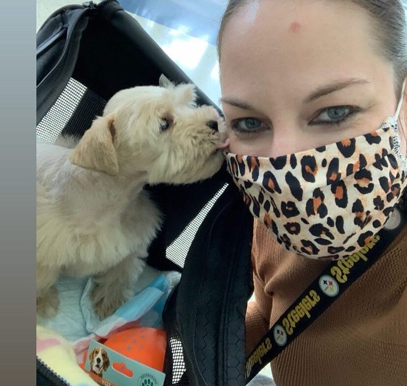 buy a Schnauzer puppy in Arkansas