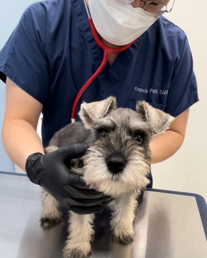 Miniature Schnauzer puppy