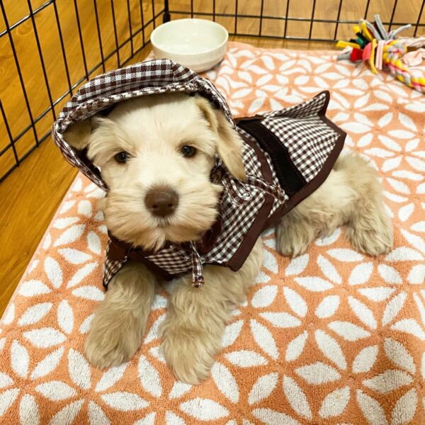 Wheaten Miniature Schnauzer Puppy for Sale.