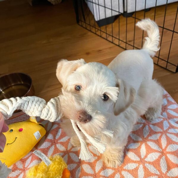 Wheaten Miniature Schnauzer Puppy for Sale