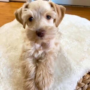 Wheaten Miniature Schnauzer Puppy for Sale