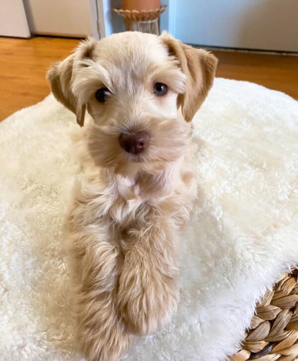 Wheaten Miniature Schnauzer Puppy for Sale