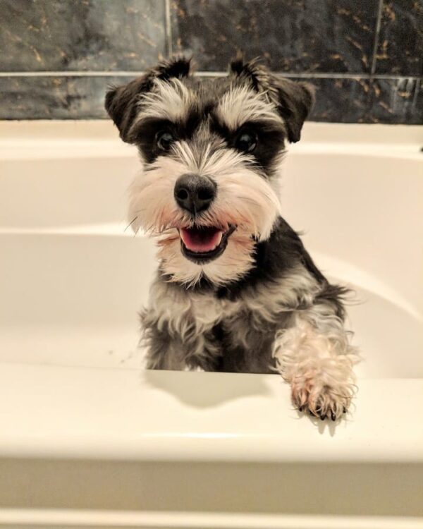 miniature schnauzer black and silver